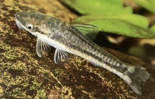 otocinclus vittatus